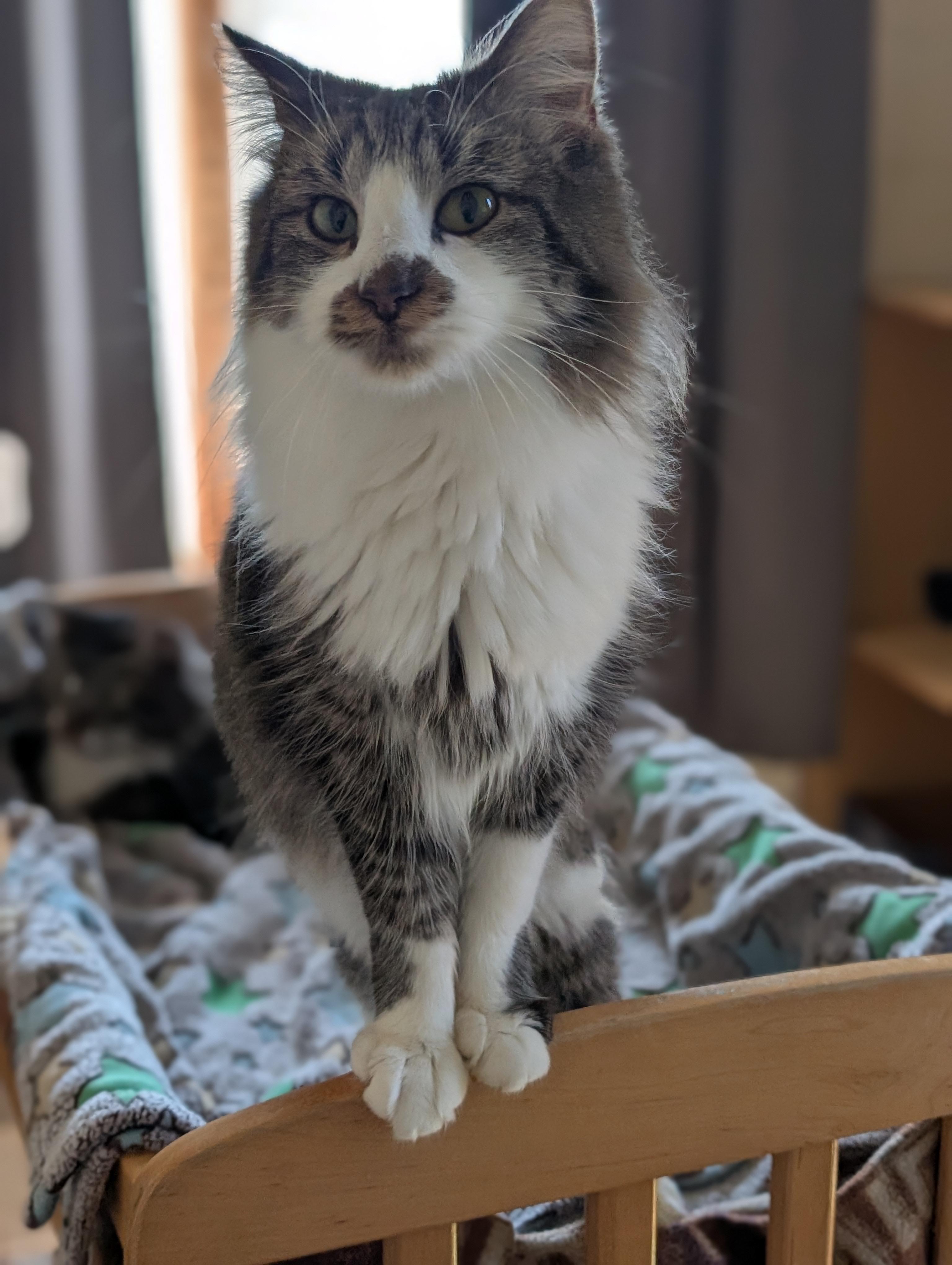 Enlarge Valentino, an adoptable Domestic Long Hair in Tilton, IL image 4/6