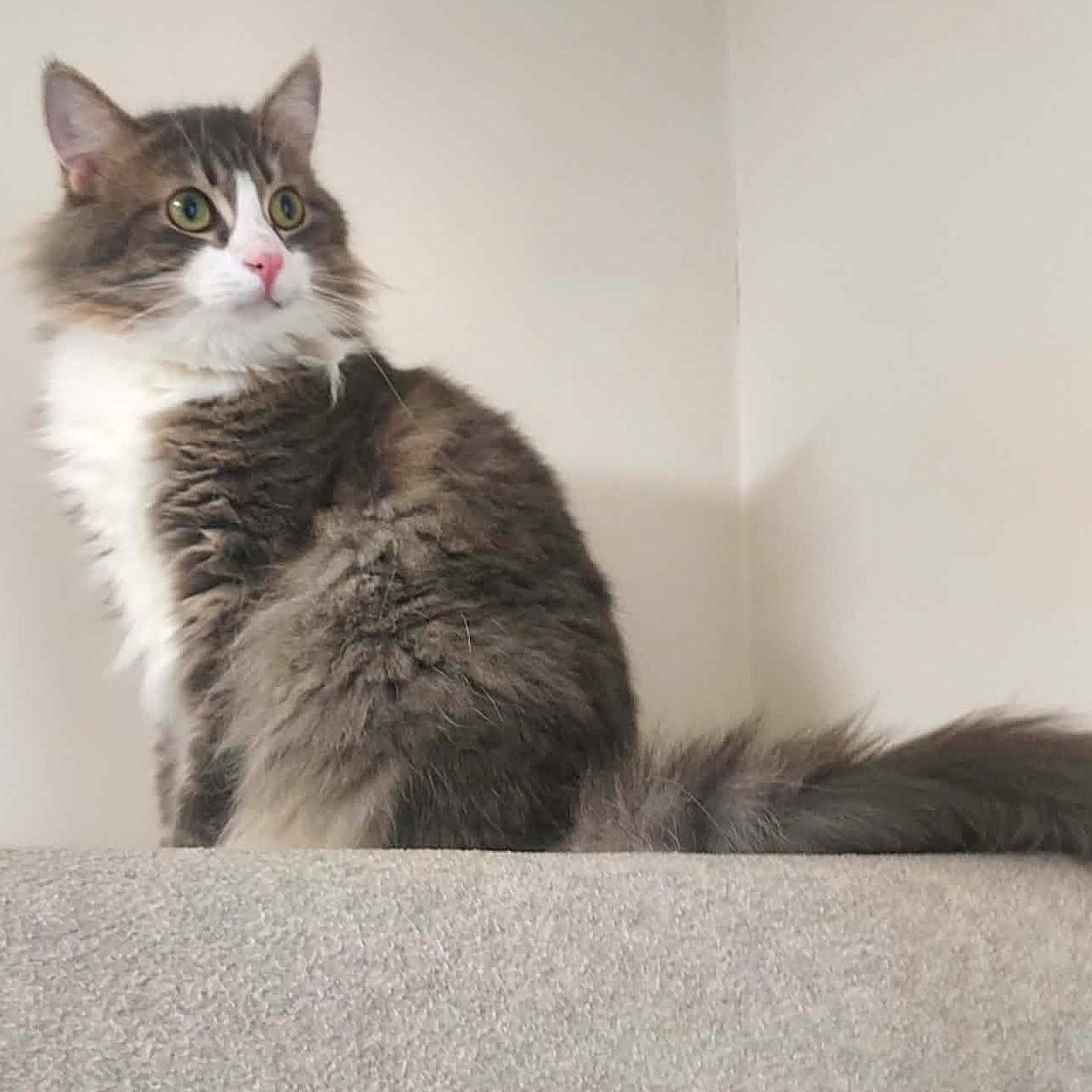 Seymore, a ADOPTABLE Domestic Long Hair in Falls Creek, PA image 1/6