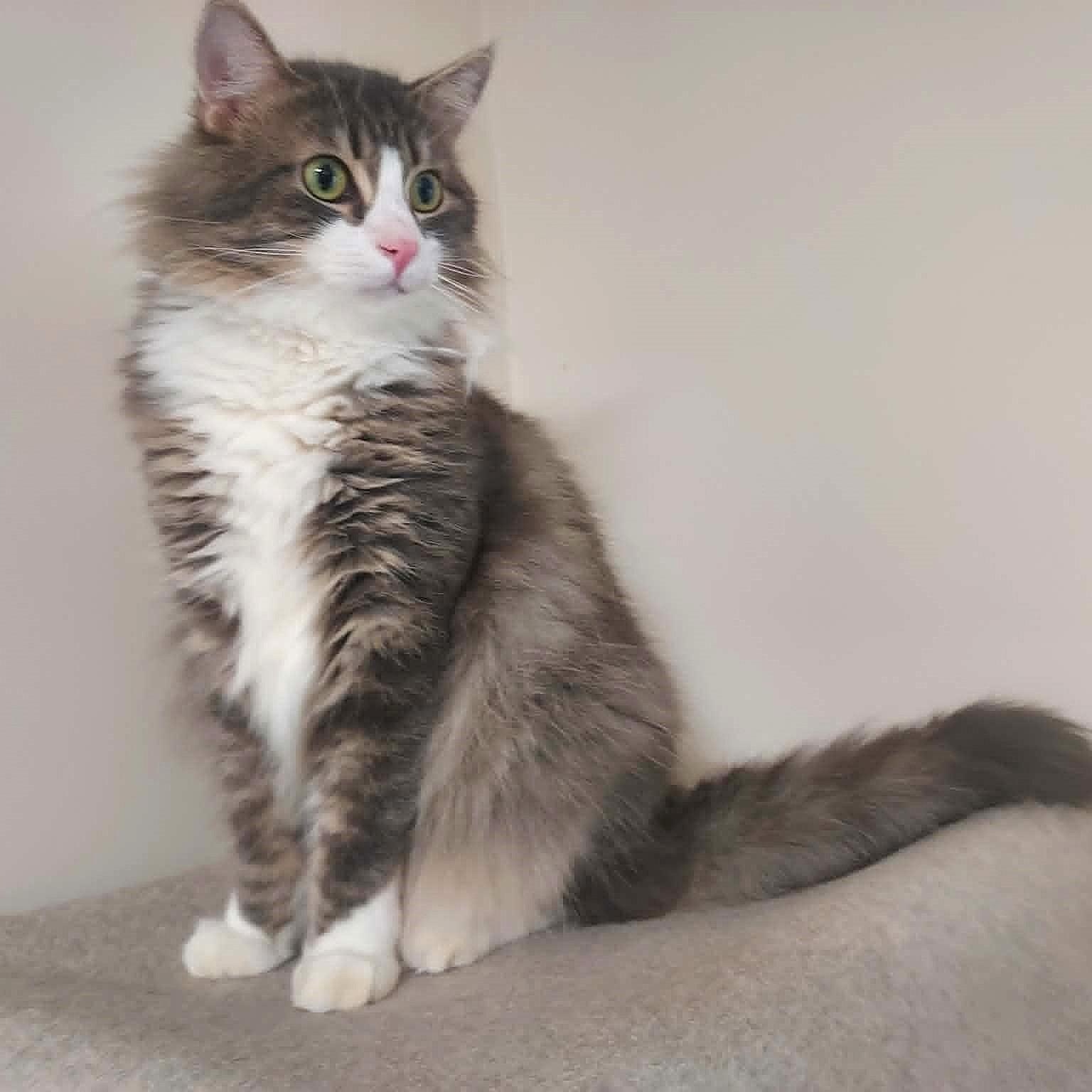 Seymore, a ADOPTABLE Domestic Long Hair in Falls Creek, PA image 4/6