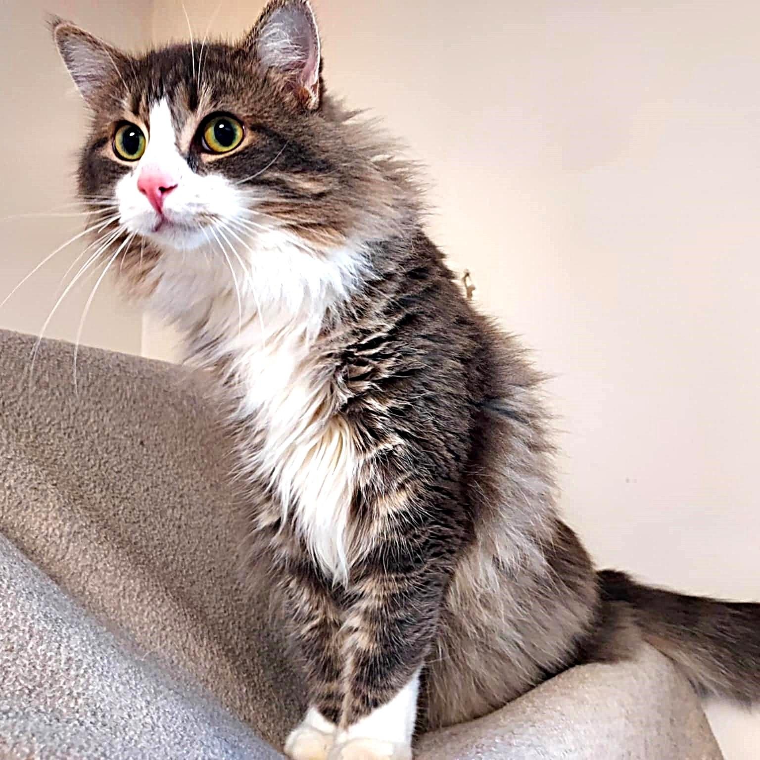 Seymore, a ADOPTABLE Domestic Long Hair in Falls Creek, PA image 3/6