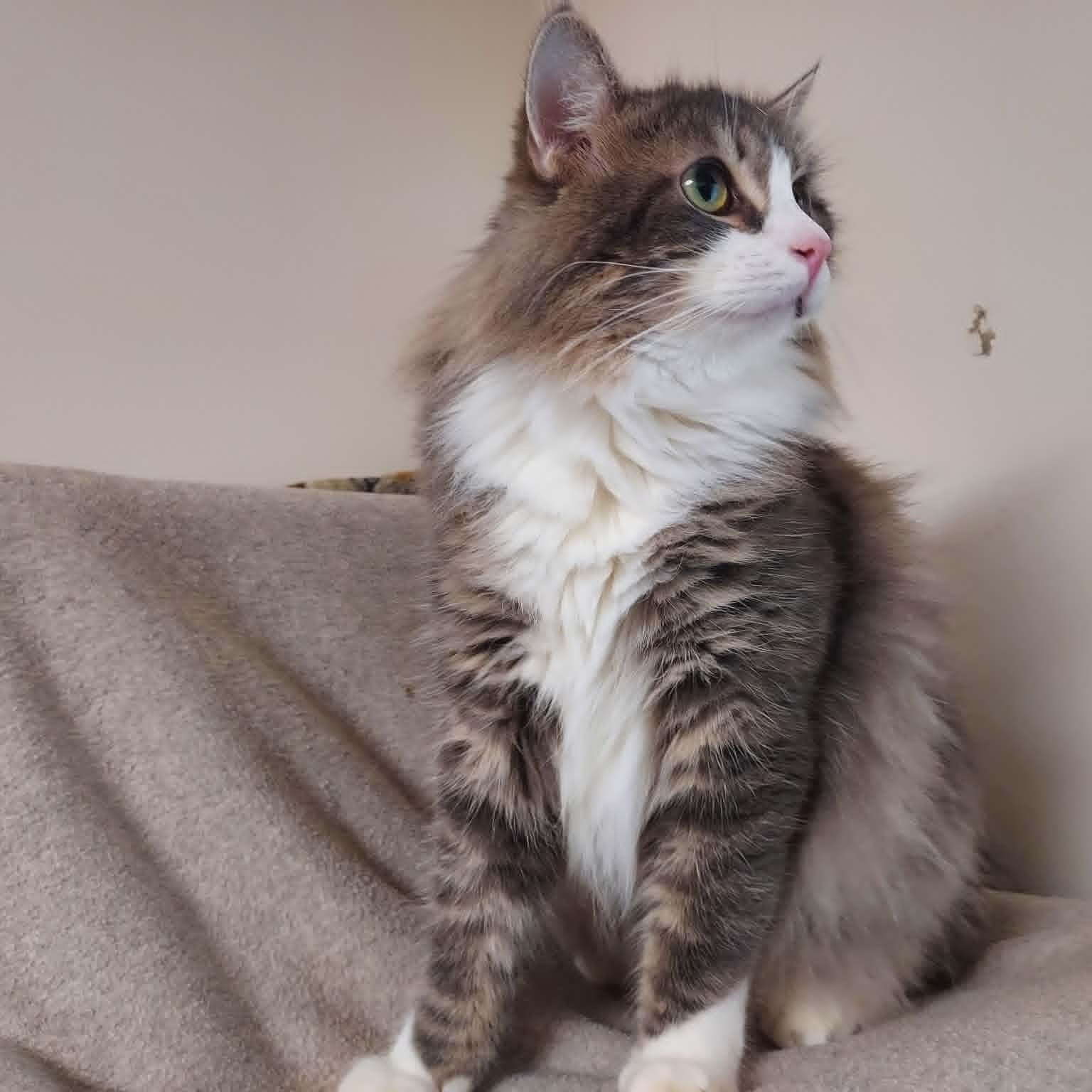 Seymore, a ADOPTABLE Domestic Long Hair in Falls Creek, PA image 6/6