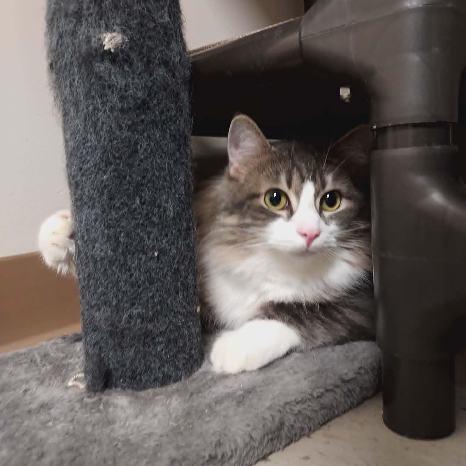 Seymore, a ADOPTABLE Domestic Long Hair in Falls Creek, PA image 5/6