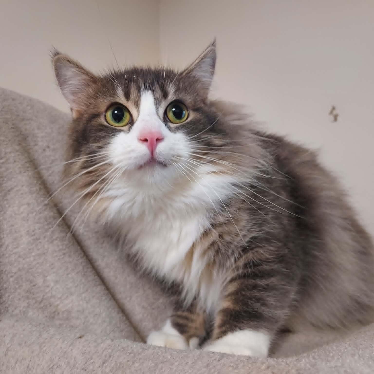 Seymore, a ADOPTABLE Domestic Long Hair in Falls Creek, PA image 2/6