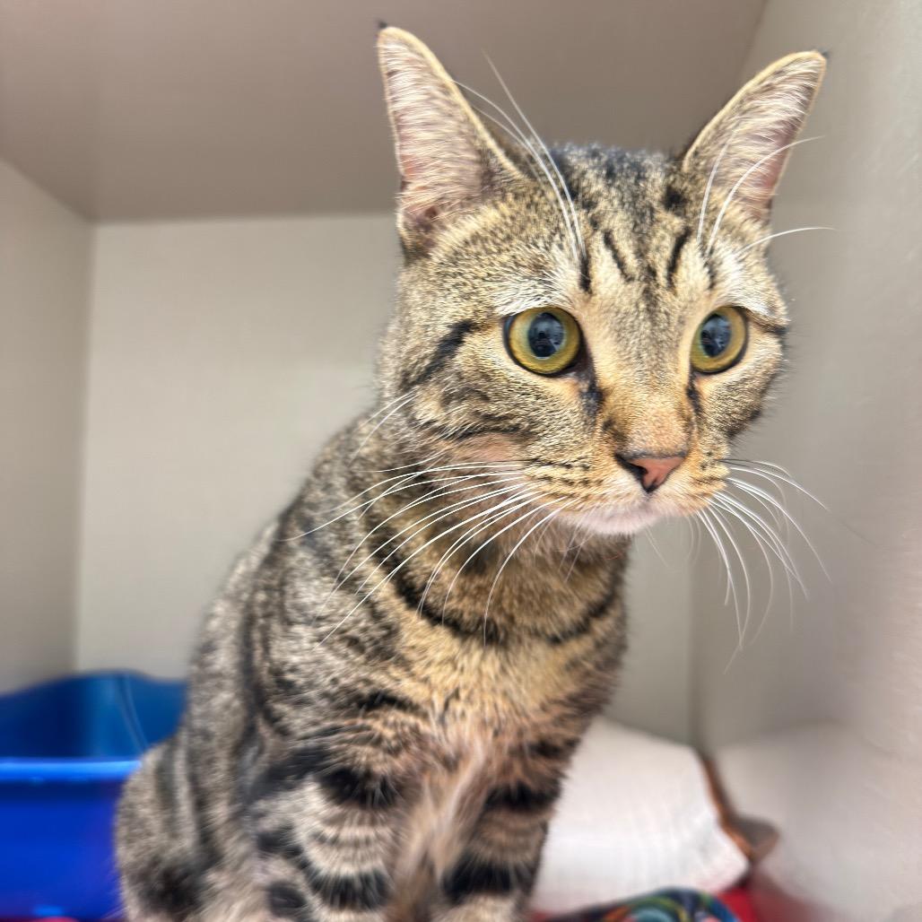 Sheba — thumbnail 2