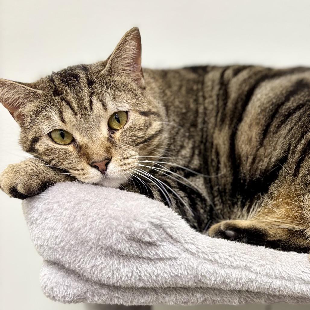 Sheba — thumbnail 3