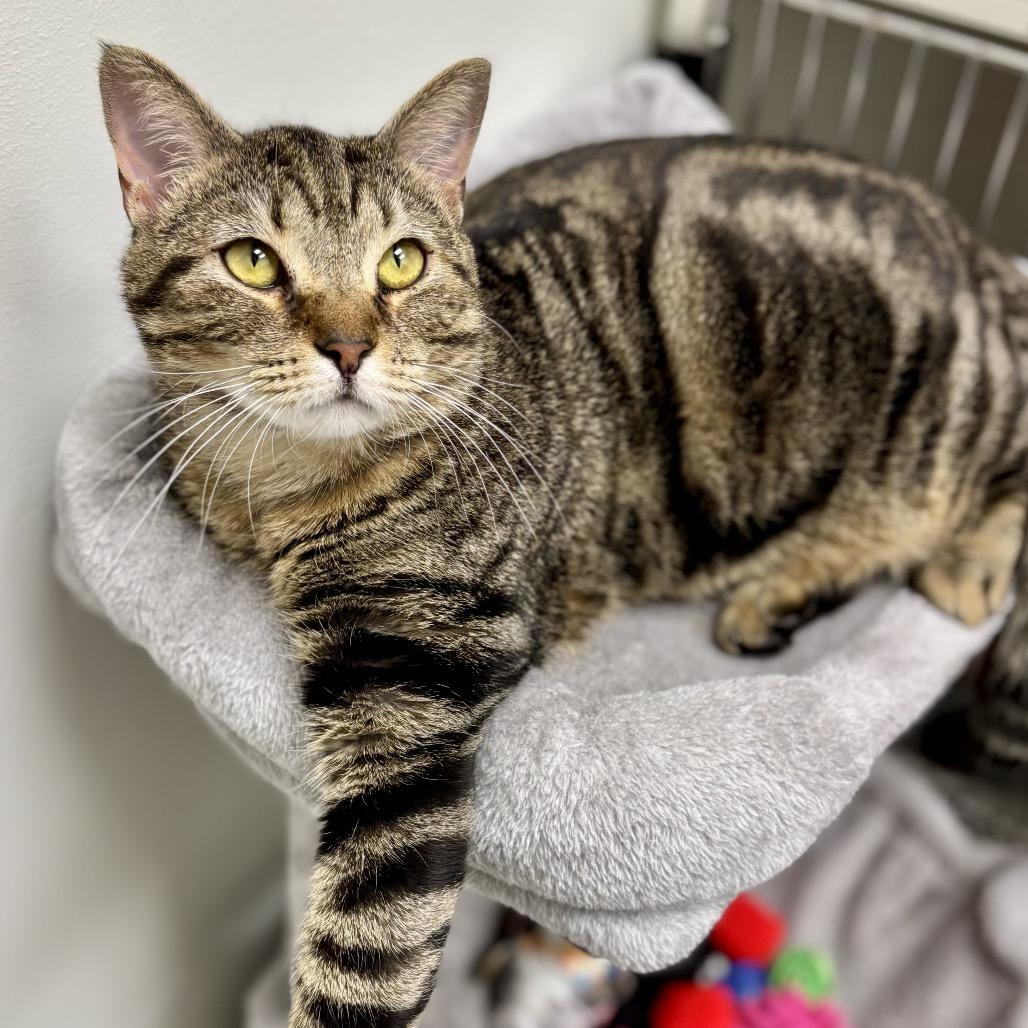 Sheba — thumbnail 4