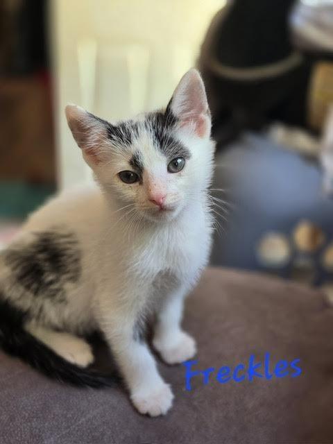 Freckles, Adoptable, Kitten Male Domestic Short Hair.