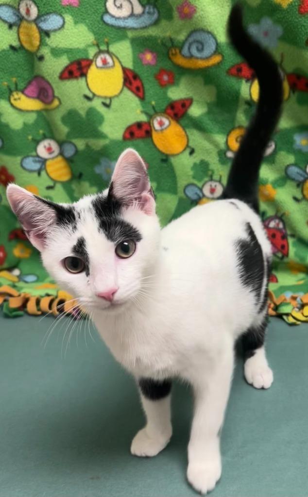 Freckles, Adoptable, Kitten Male Domestic Short Hair.