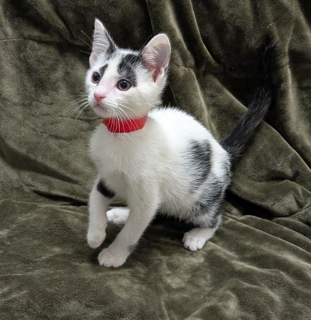 Freckles, a Adoptable mixed breed in Madison, GA image 2/2