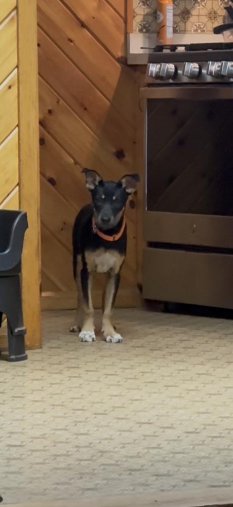 Tuff, Adoptable, Puppy Male Mixed Breed.