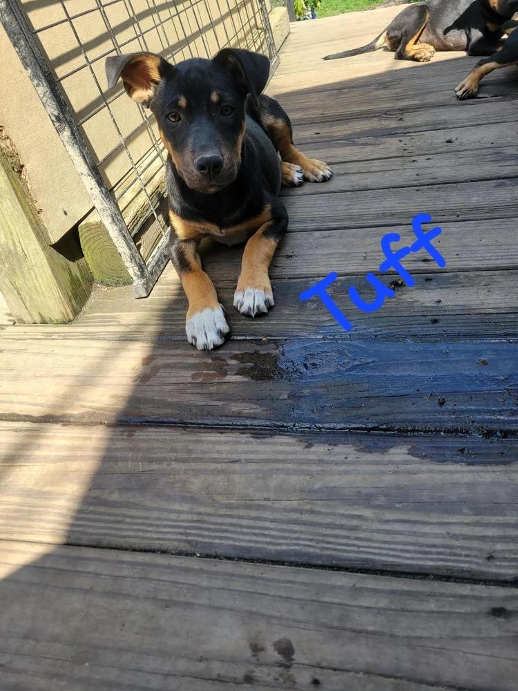 Tuff, a Adoptable mixed breed in Trenton, ME image 2/2