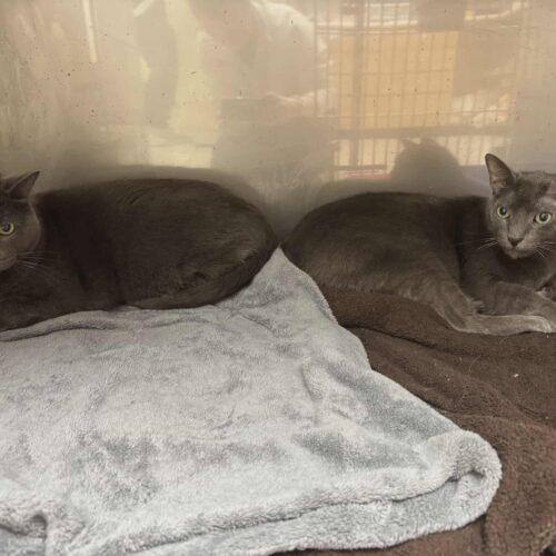 Enlarge Ajax, a Adoptable Russian Blue in Toronto, ON image 1/5