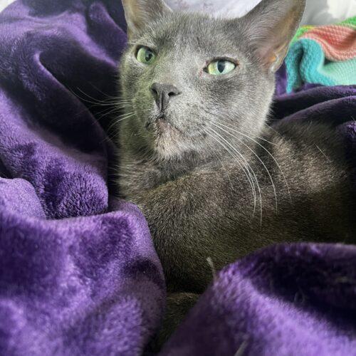 Enlarge Ajax, a Adoptable Russian Blue in Toronto, ON image 2/5