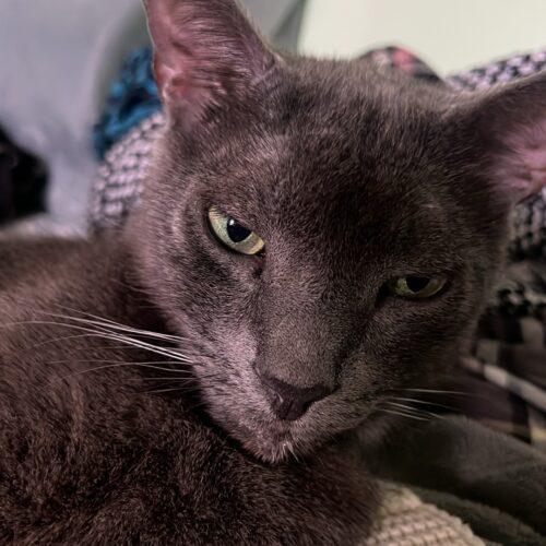 Enlarge Ajax, a Adoptable Russian Blue in Toronto, ON image 3/5