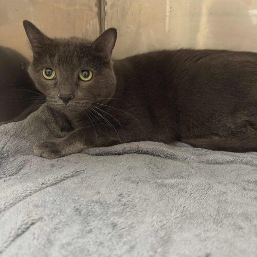 Enlarge Ajax, a Adoptable Russian Blue in Toronto, ON image 4/5