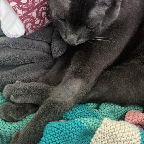 Enlarge Ajax, a Adoptable Russian Blue in Toronto, ON image 5/5