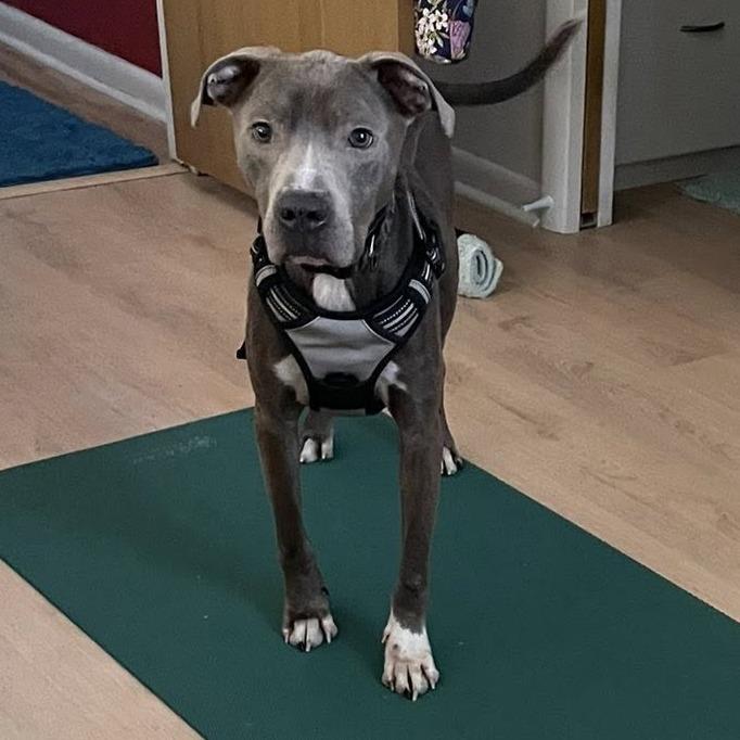 Stan Lee, Adoptable, Adult Male Mixed Breed.
