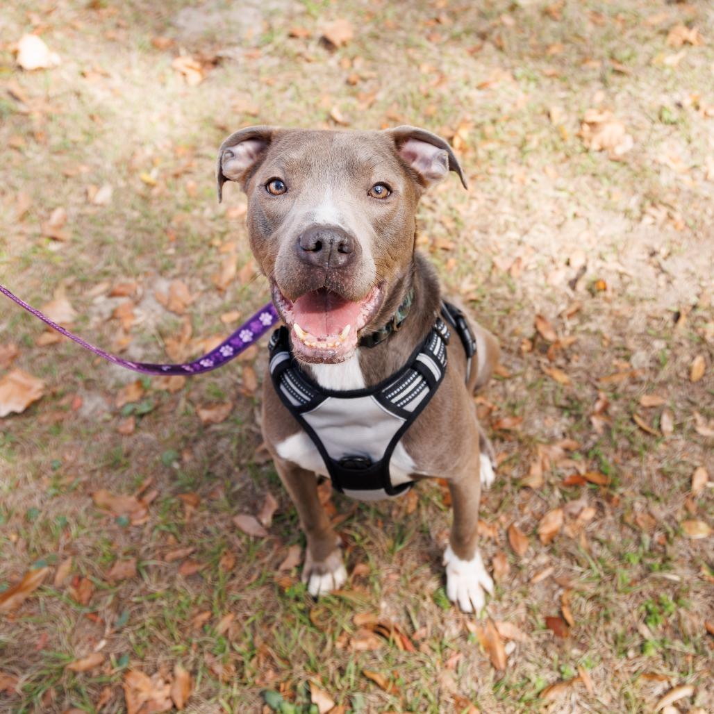 Stan Lee, a Adoptable Mixed Breed in Gainesville, FL image 2/6