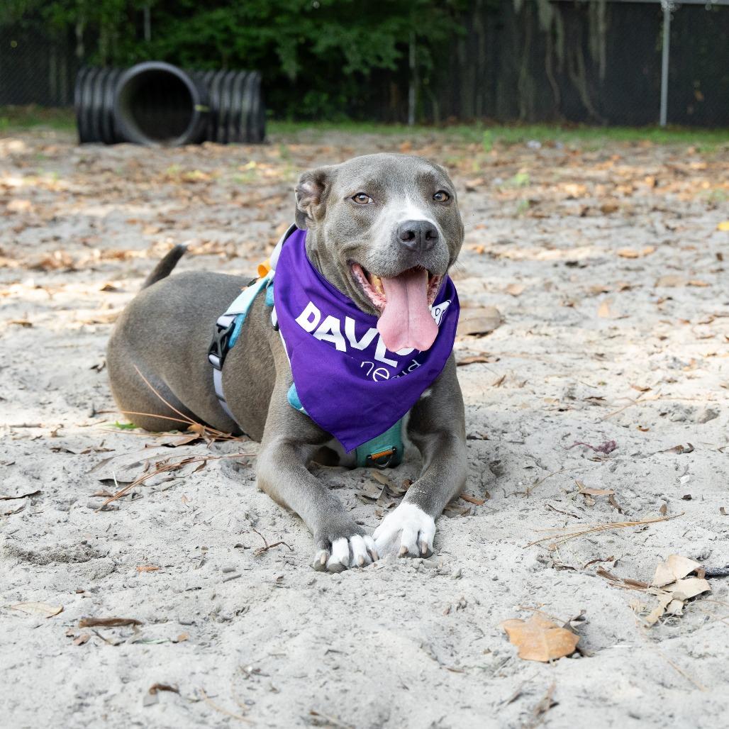Stan Lee, a Adoptable Mixed Breed in Gainesville, FL image 3/6