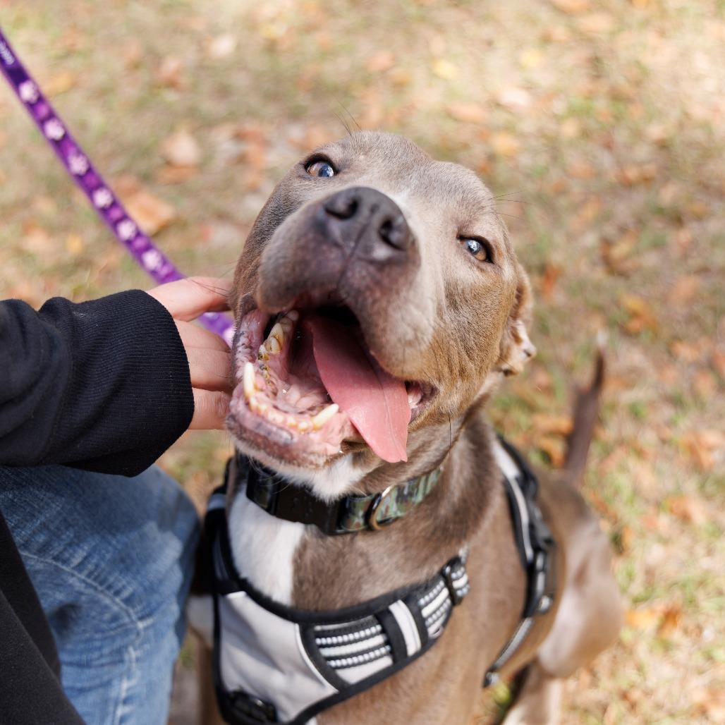 Stan Lee, a Adoptable Mixed Breed in Gainesville, FL image 4/6