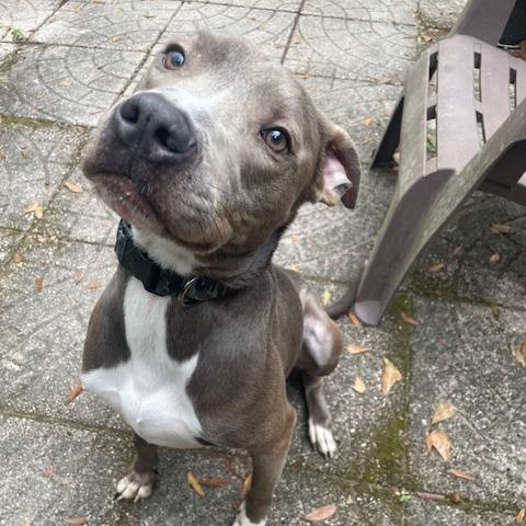Stan Lee, a Adoptable Mixed Breed in Gainesville, FL image 5/6