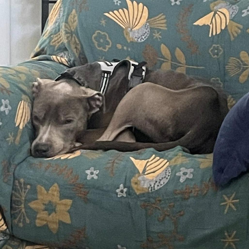 Stan Lee, a Adoptable Mixed Breed in Gainesville, FL image 6/6