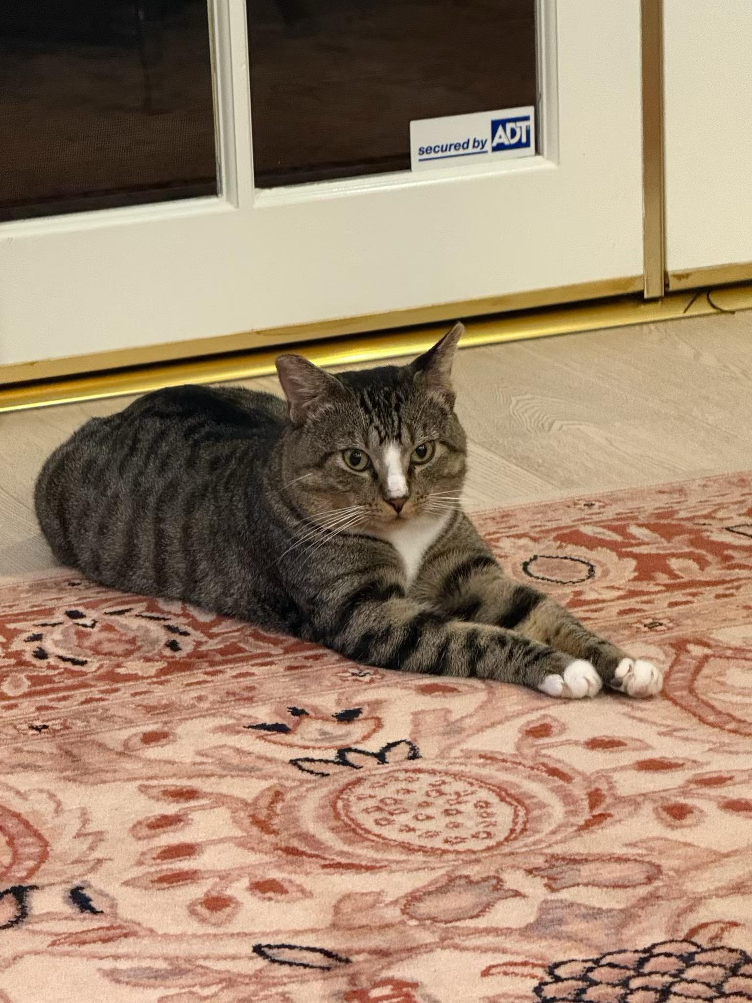 Ziggy, a Adoptable Domestic Short Hair image 1/4