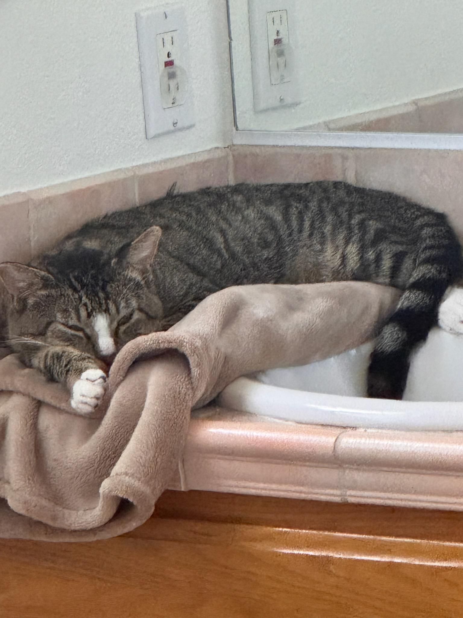 Ziggy, a Adoptable Domestic Short Hair image 3/4