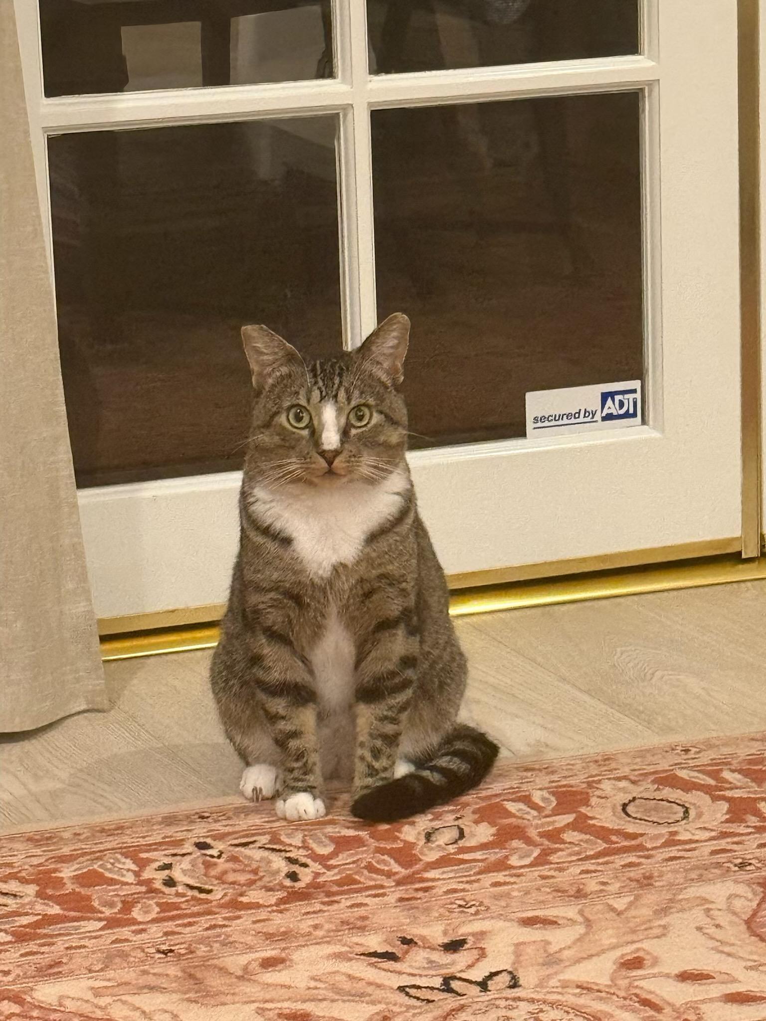 Ziggy, a Adoptable Domestic Short Hair image 4/4