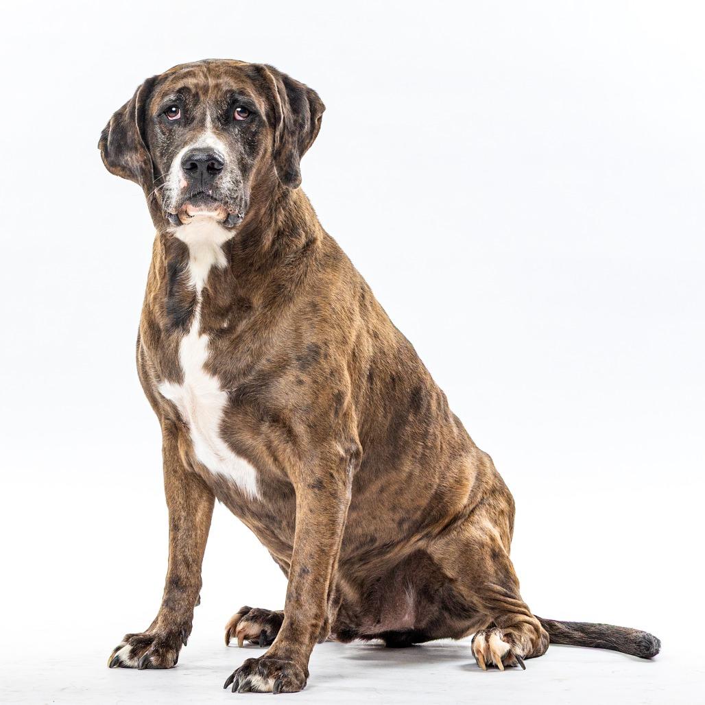 Enlarge Fred, a Adoptable mixed breed in Reno, NV image 1/5