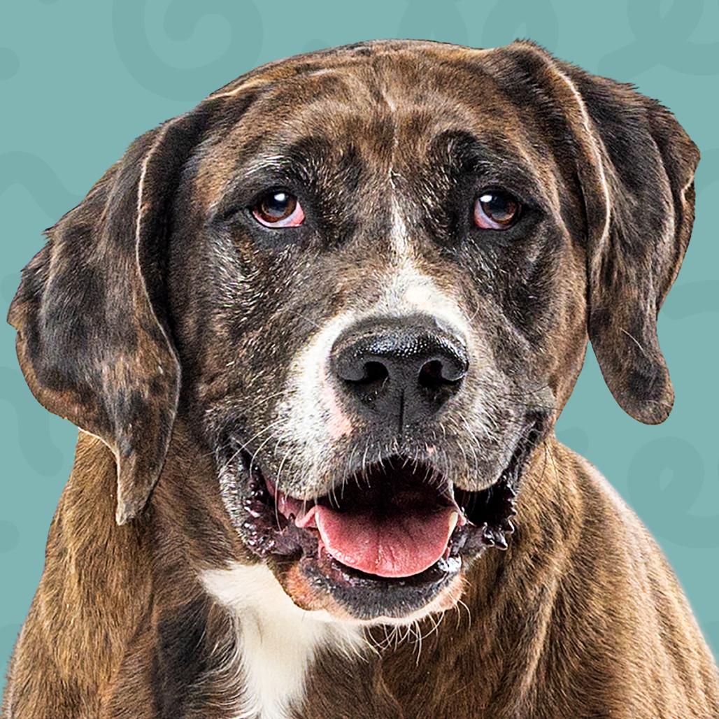 Enlarge Fred, a Adoptable mixed breed in Reno, NV image 2/5