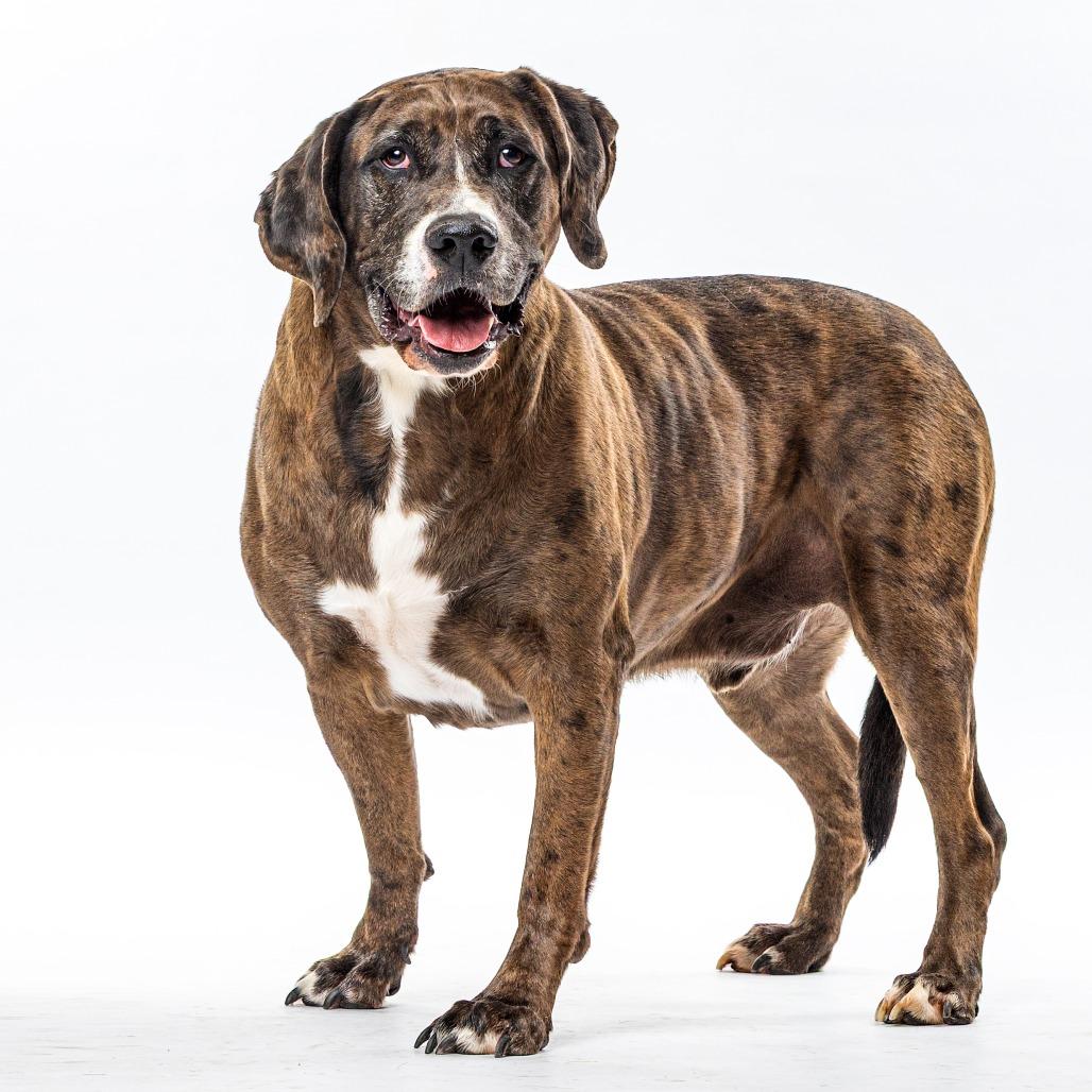 Enlarge Fred, a Adoptable mixed breed in Reno, NV image 4/5