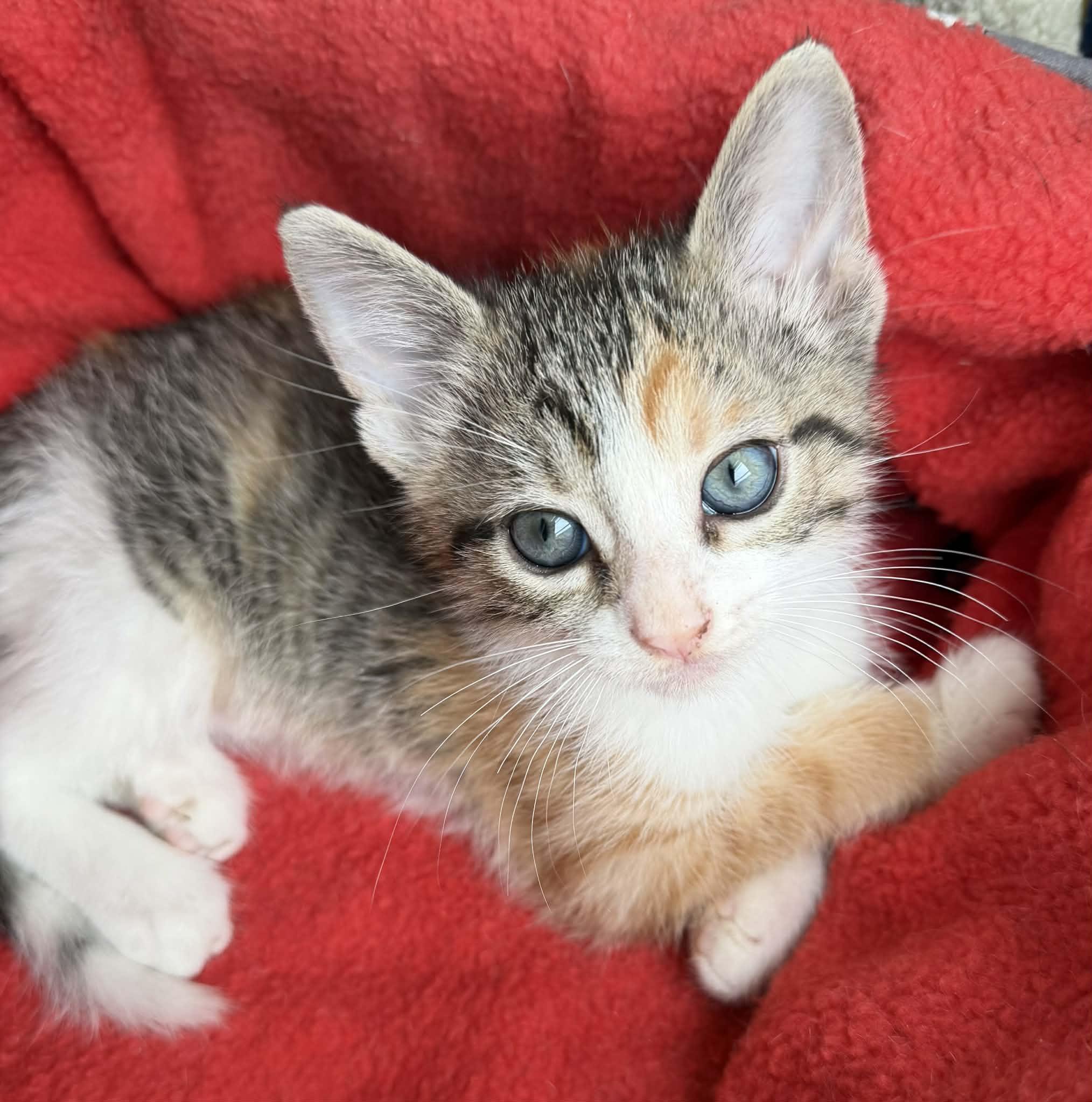 Buttercup, Clover & Hopper, adopted, Kitten Male Domestic Short Hair.