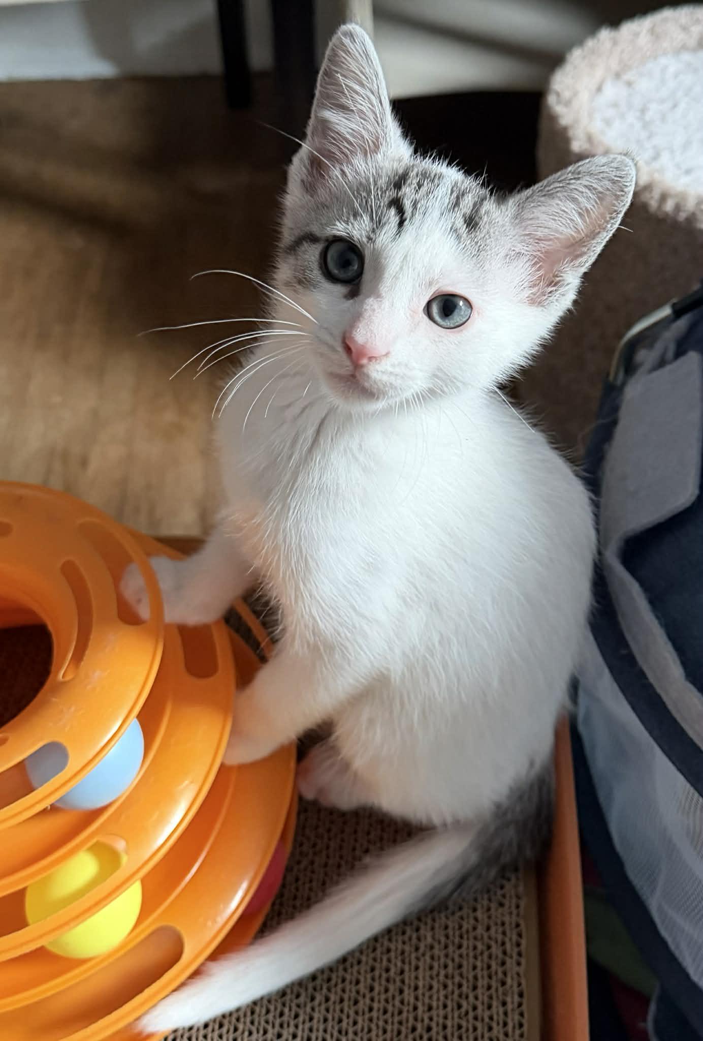 Enlarge Buttercup, Clover & Hopper, an adopted Domestic Short Hair in Brantford, ON image 3/6