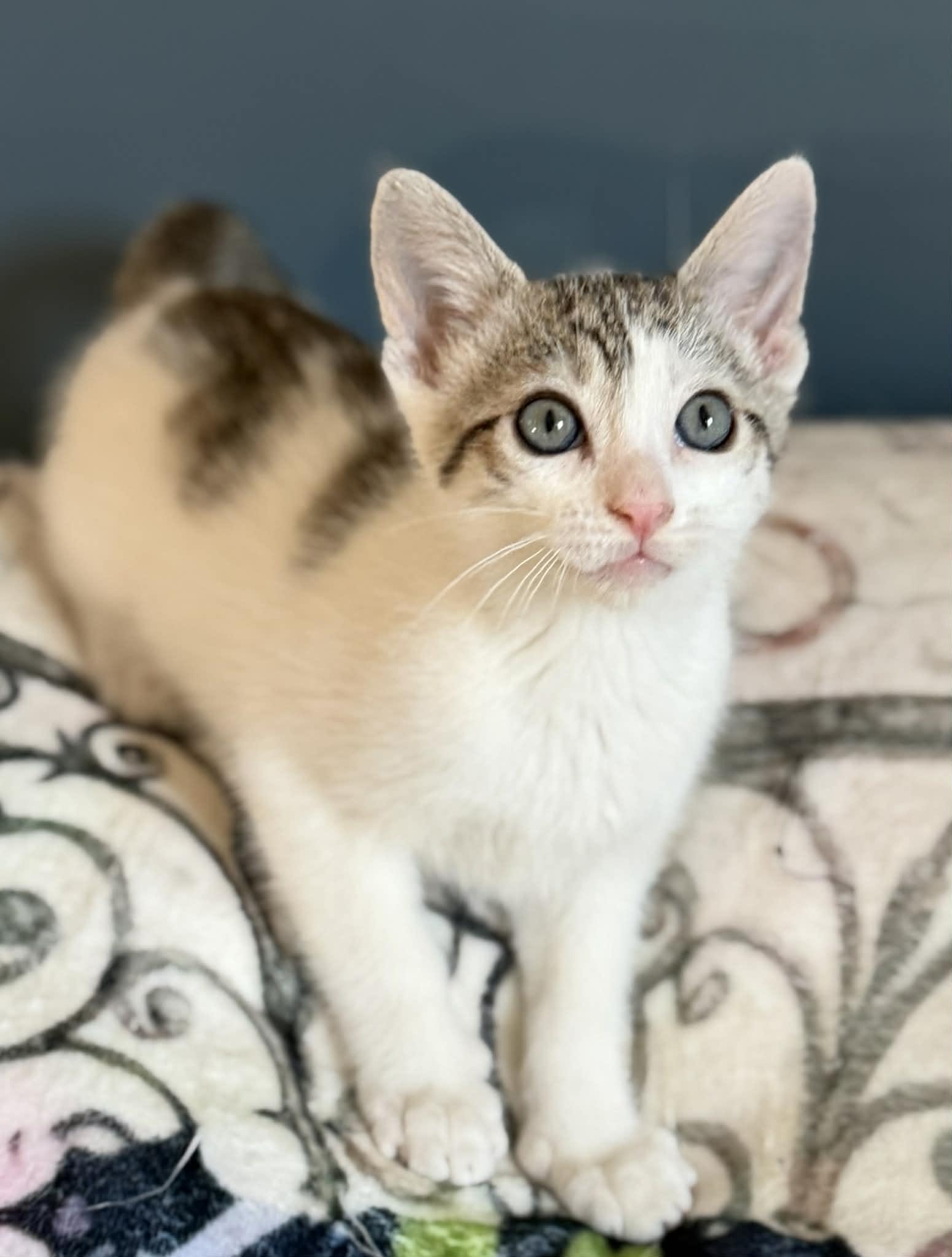 Enlarge Buttercup, Clover & Hopper, an adopted Domestic Short Hair in Brantford, ON image 2/6