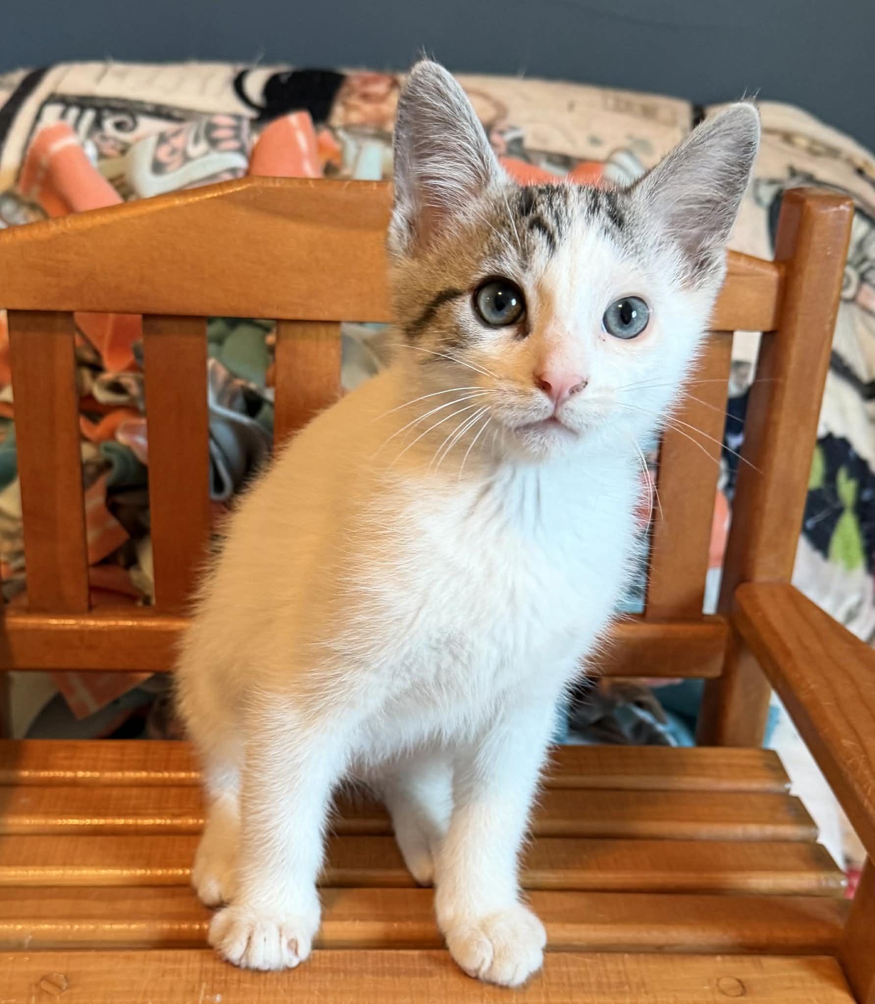 Enlarge Buttercup, Clover & Hopper, an adopted Domestic Short Hair in Brantford, ON image 6/6