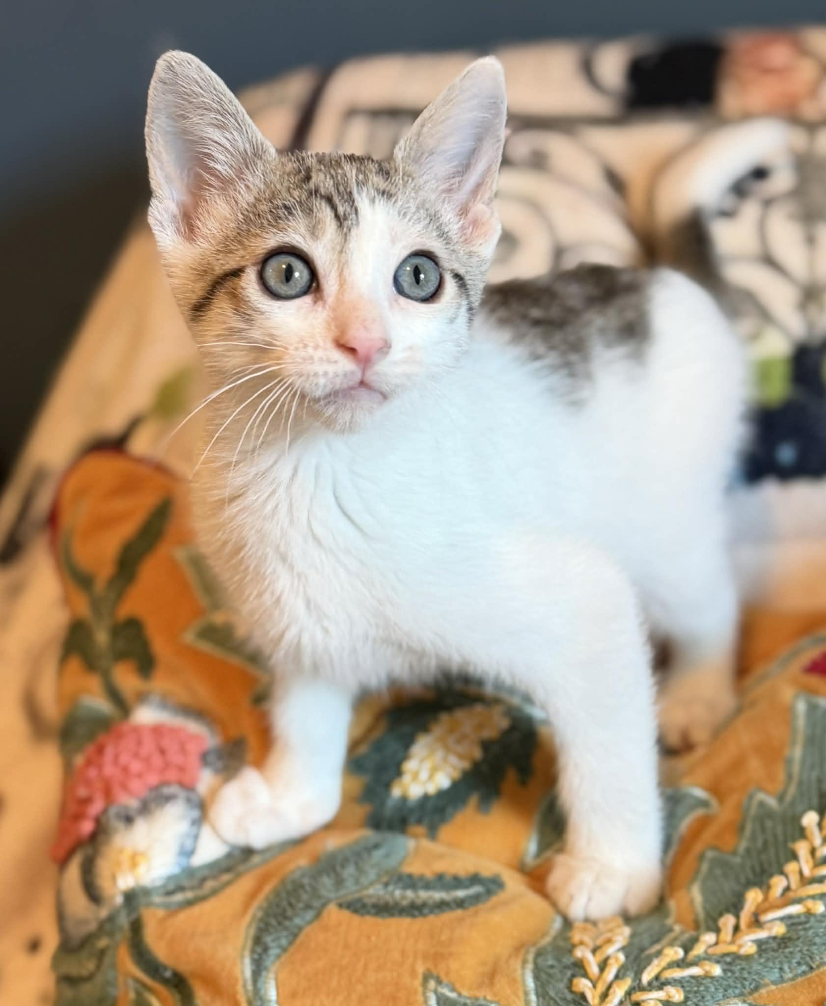 Enlarge Buttercup, Clover & Hopper, an adopted Domestic Short Hair in Brantford, ON image 5/6