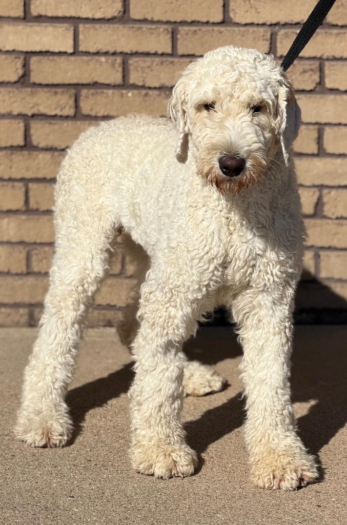 Bri, Adoptable, Young Female Standard Poodle & Golden Retriever.