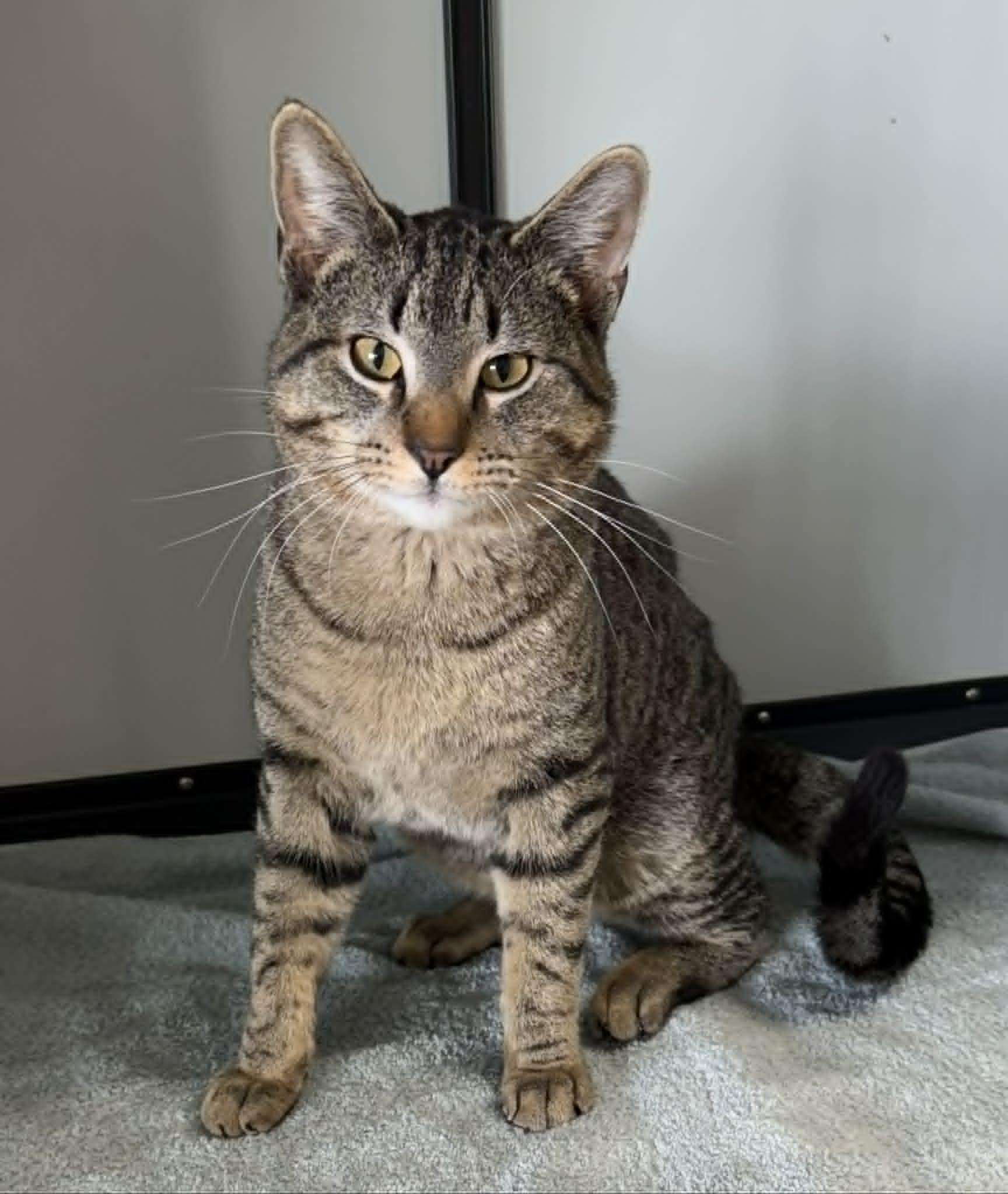 Imposter, ADOPTABLE, Young Male Domestic Short Hair.