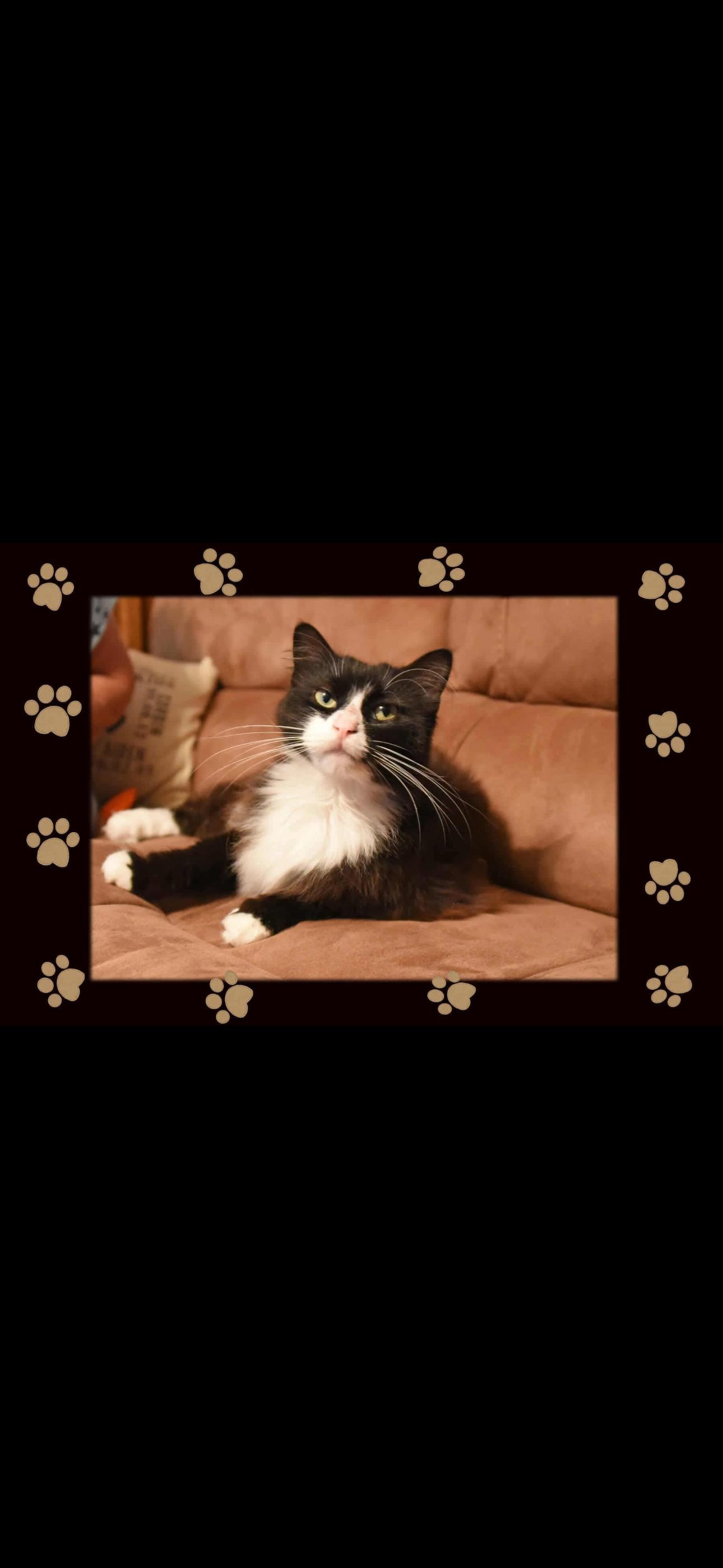 Enlarge Princess Purrs, a Adoptable Domestic Long Hair in Johnstown, NY image 2/6