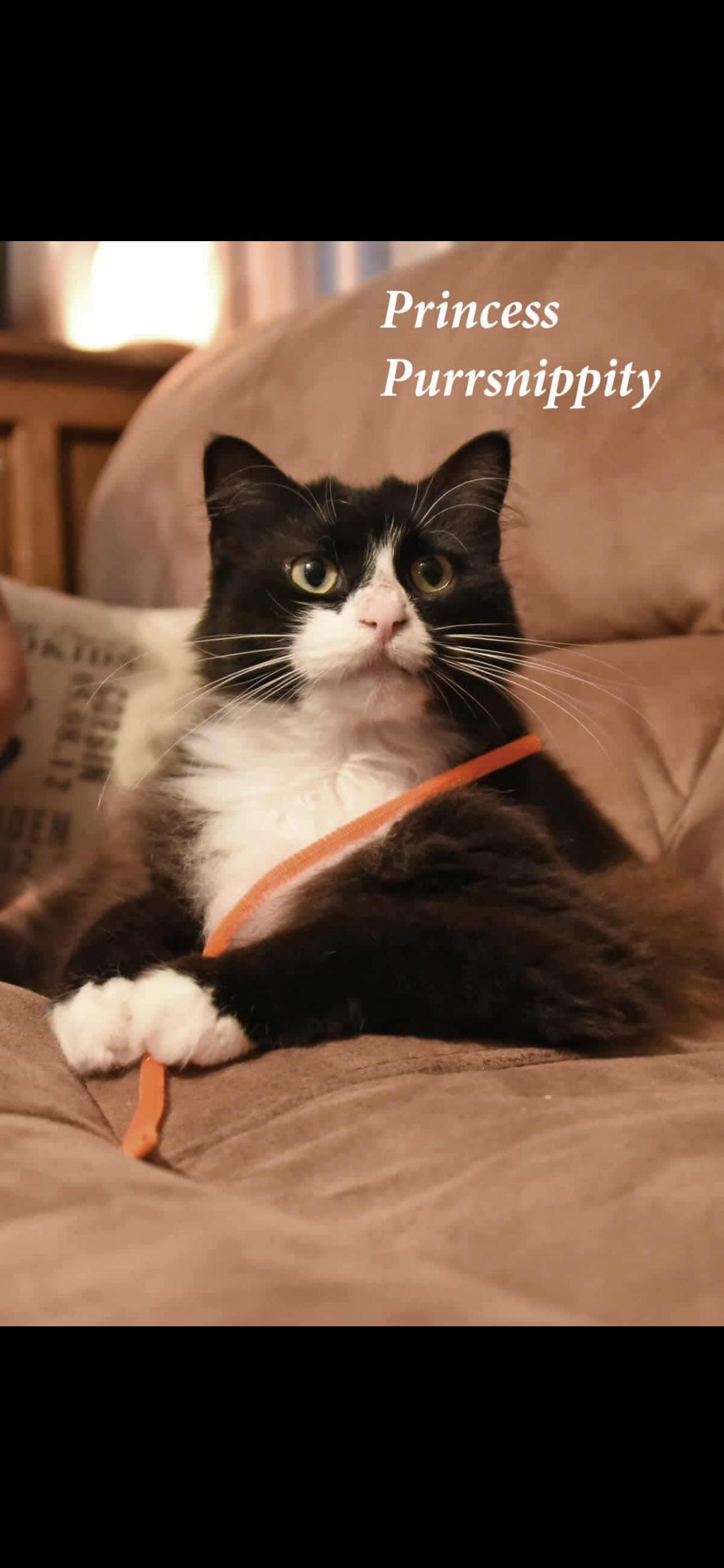 Enlarge Princess Purrs, a Adoptable Domestic Long Hair in Johnstown, NY image 3/6