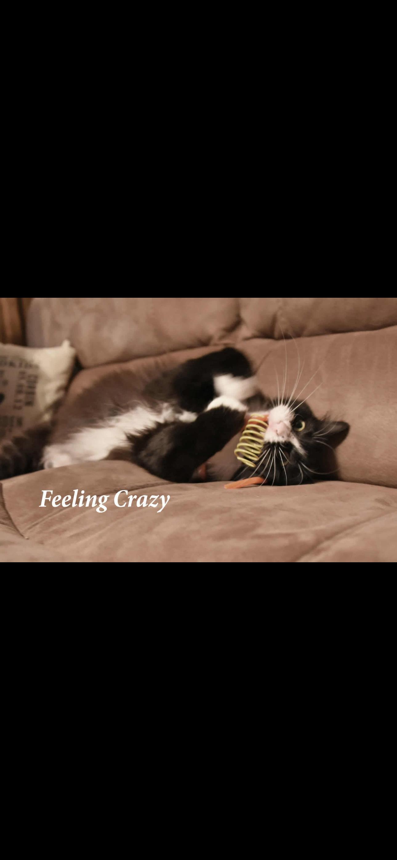 Enlarge Princess Purrs, a Adoptable Domestic Long Hair in Johnstown, NY image 5/6