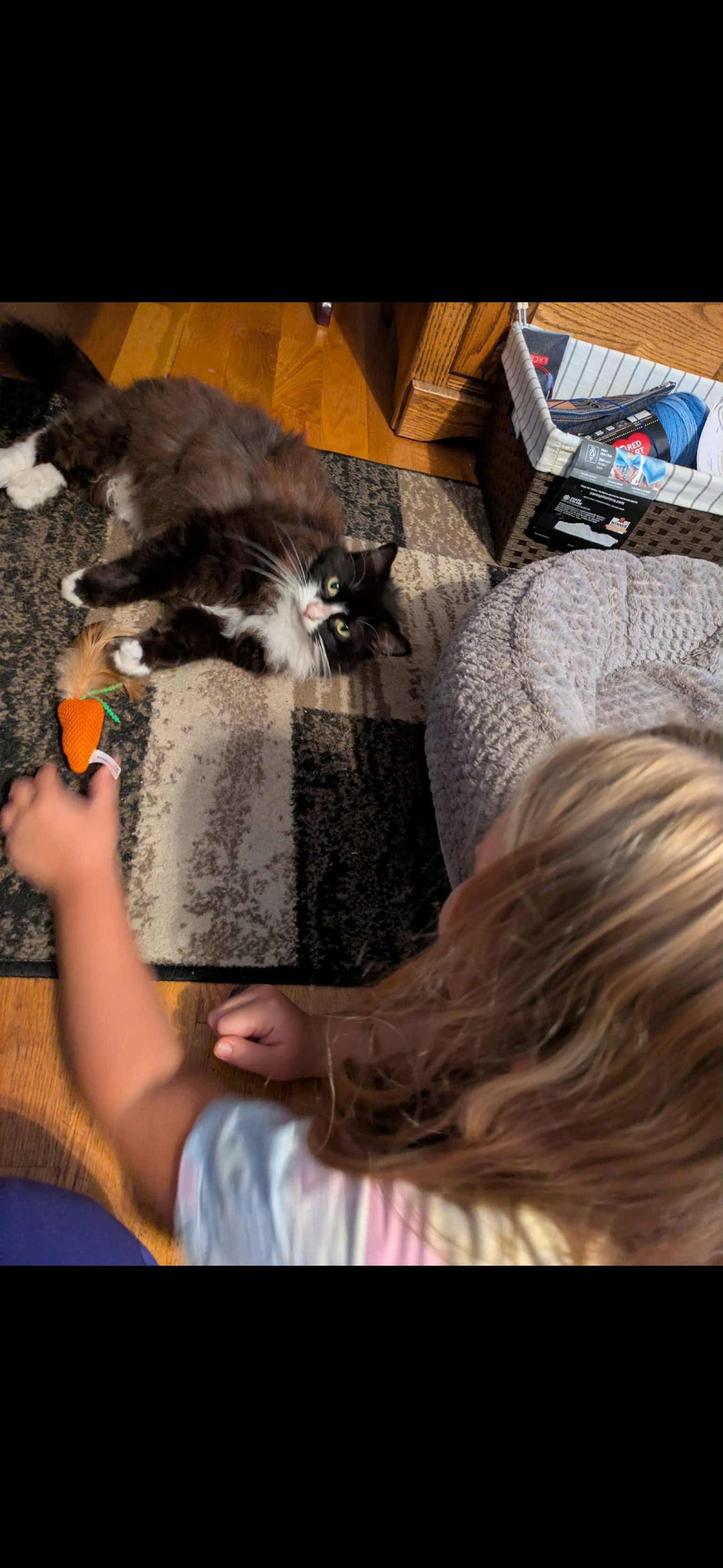 Enlarge Princess Purrs, a Adoptable Domestic Long Hair in Johnstown, NY image 6/6