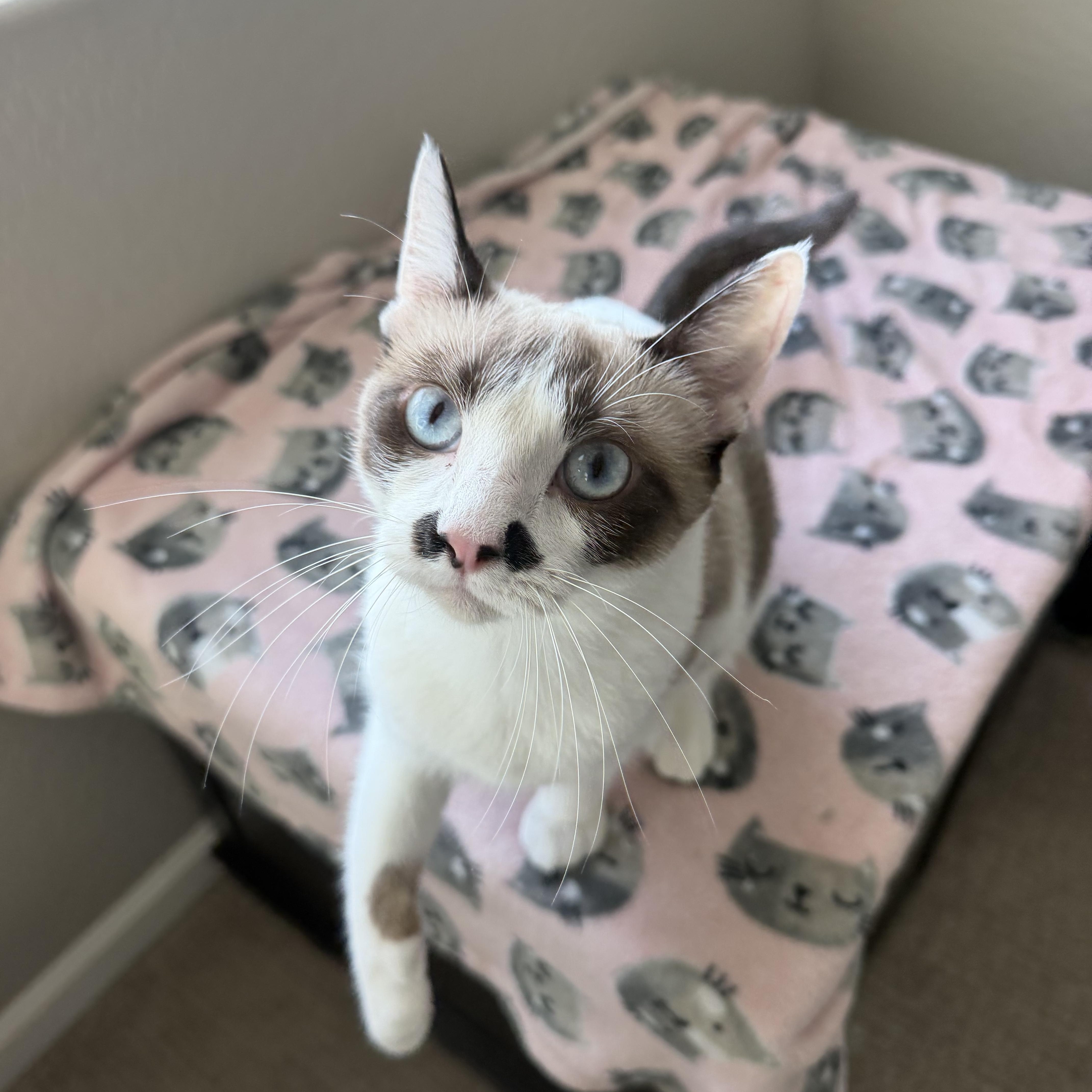 Clarabell, Adoptable, Young Female Siamese & Domestic Short Hair.