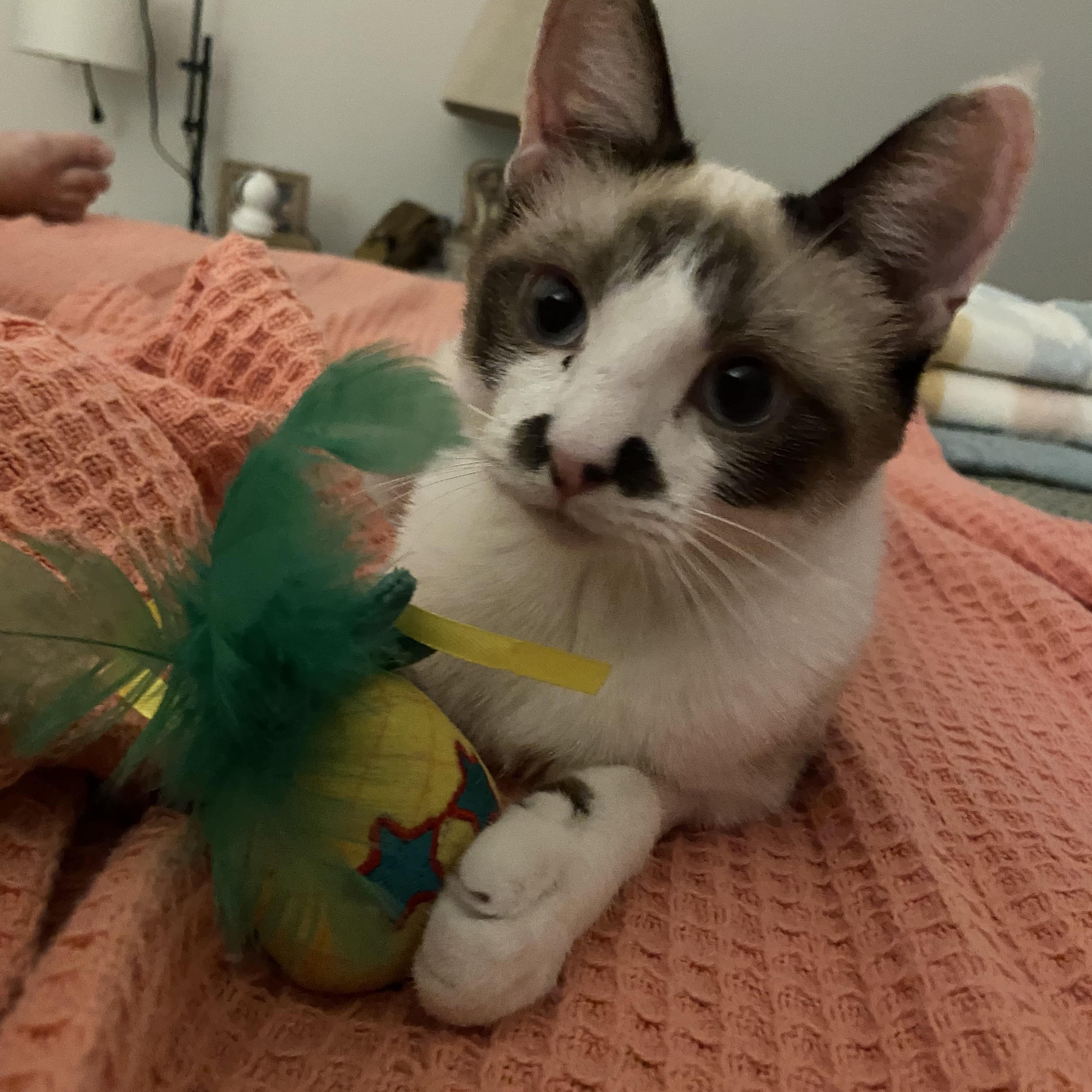 Clarabell, a ADOPTABLE mixed breed in queen creek, AZ image 1/5