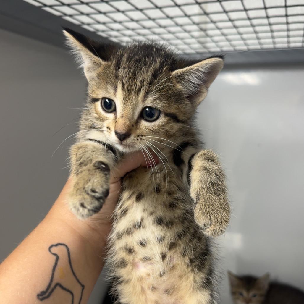 Josie, Adoptable, Kitten Female Domestic Short Hair.