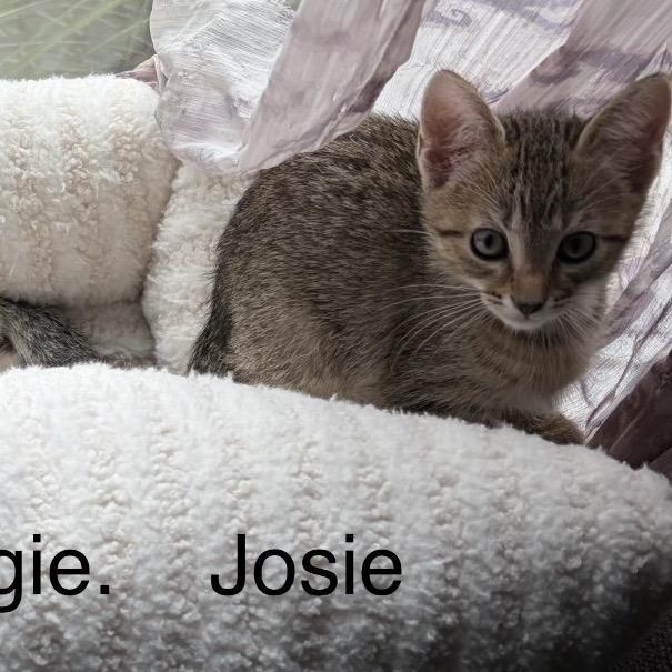 Josie, a Adoptable Domestic Short Hair in Shelbyville, IL image 2/2