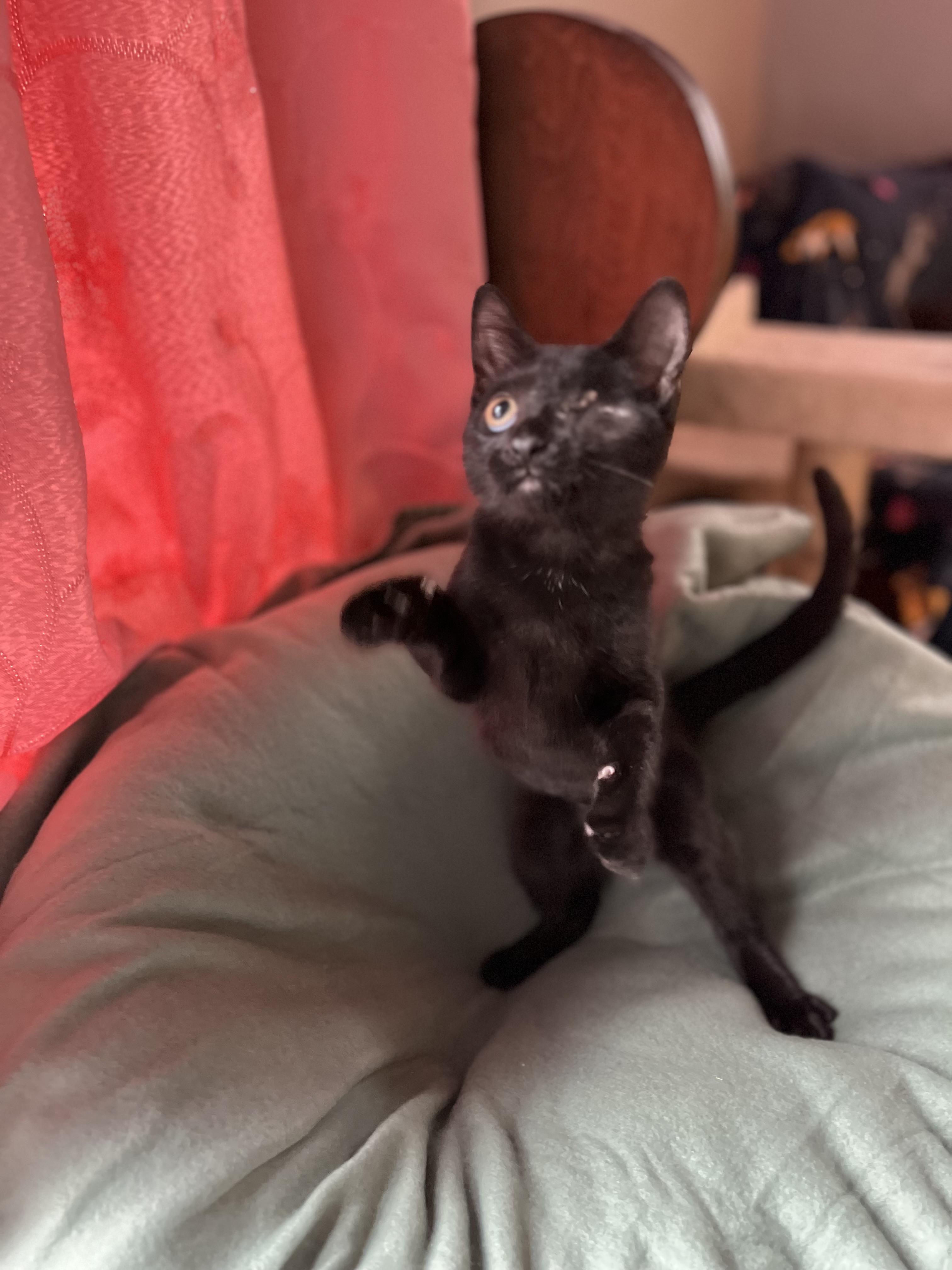 Enlarge Hobbes, a Adoptable Domestic Short Hair in Buffalo, NY image 2/3
