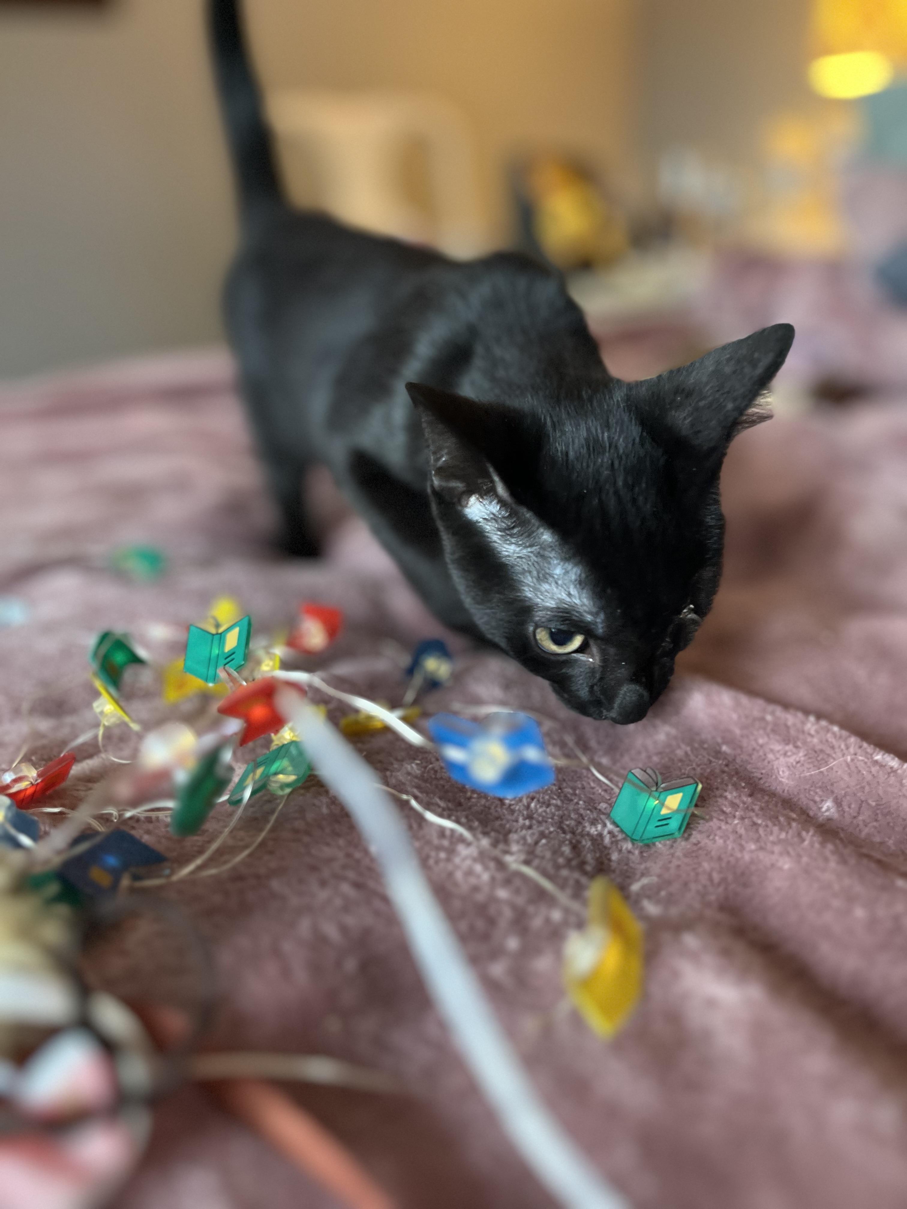Enlarge Hobbes, a Adoptable Domestic Short Hair in Buffalo, NY image 3/3