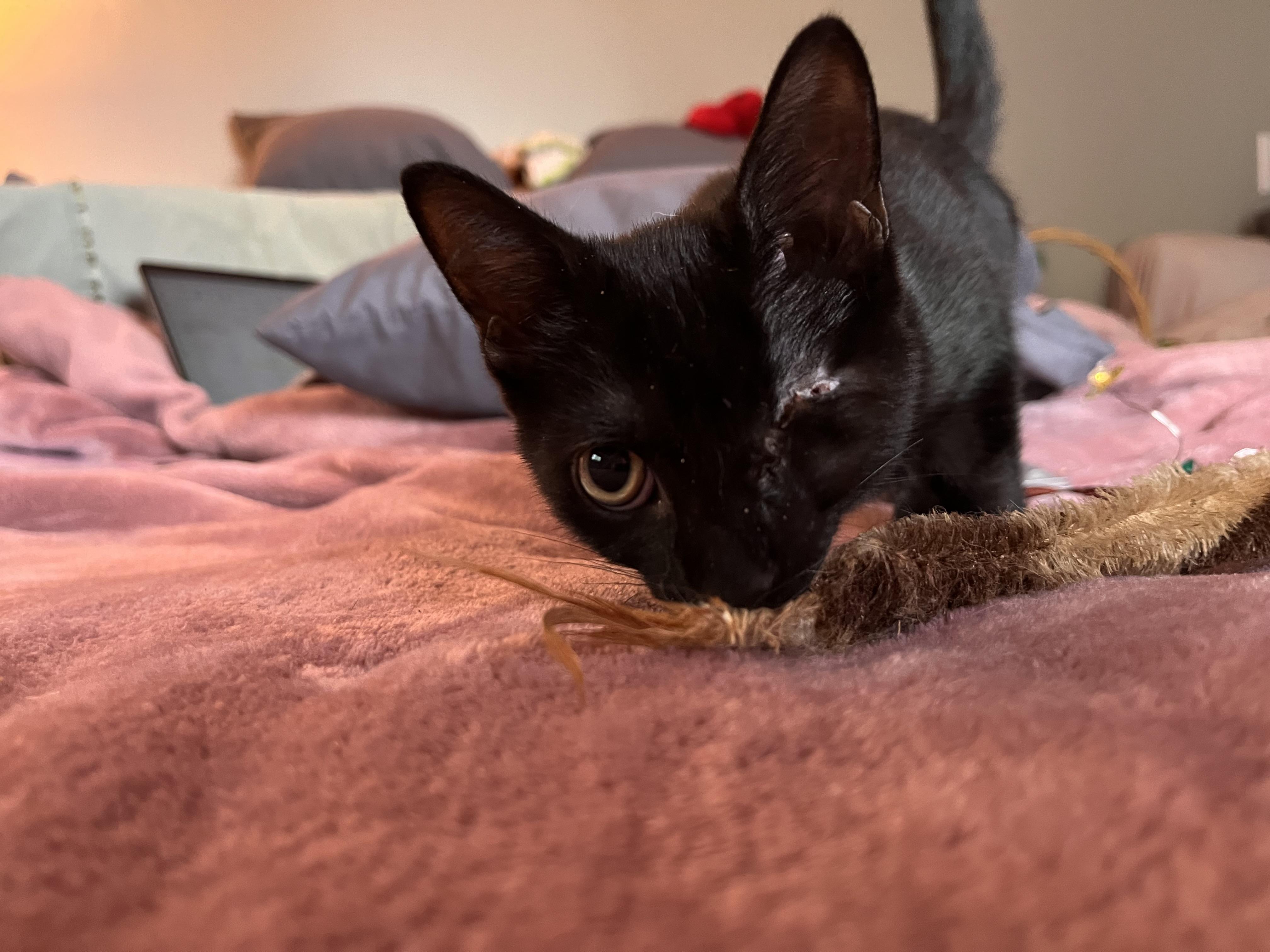 Hobbes, Adoptable, Kitten Male Domestic Short Hair.